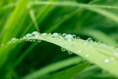 绿色草地上水滴的宏观拍摄